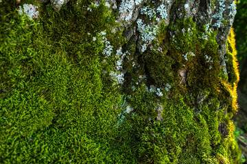 Fototapeta premium Detailed texture of bark covered in moss and lichen. A natural background for creative projects and designs.
