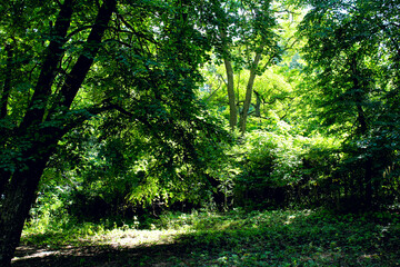 Tranquility of the woods: Gentle sunlight filtering through dense foliage. A stunning choice for...