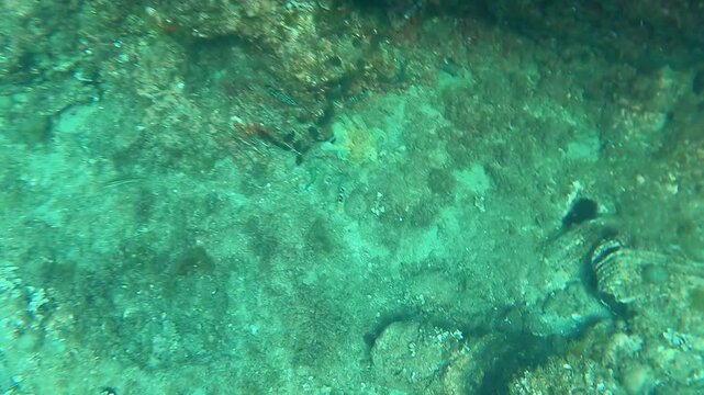n octopus on the seabed, sheltered by a large rock, surrounded by fishes The painted comber (Serranus scriba),The Mediterranean rainbow wrasse (Coris julis) and The annular seabream (Diplodus annulari