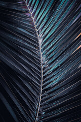 palm tree leaves in springtime, abstract background 