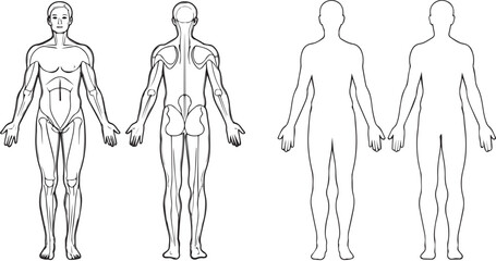 Anatomical Illustration of the Human Body Vector Illustration