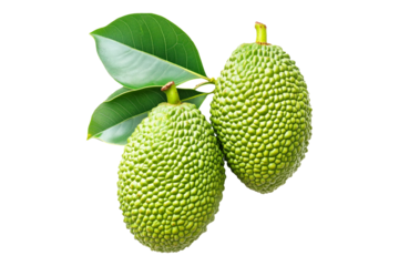 Marang fruit with textured skin and green leaves, isolated on white transparent background. Concept of tropical fruits