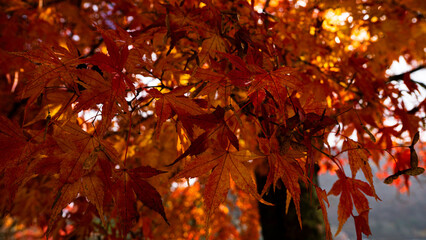 red autumn leaves in the sun