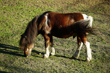 Pony horse is grazing on grass in a green pasture