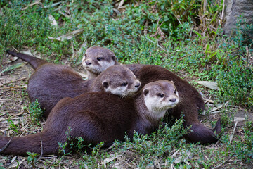 Little baby martens are playing on the grass