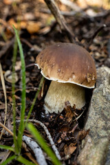 Boletus edulis