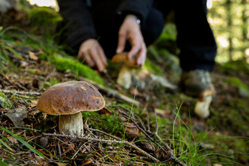 Cueillette des cèpes de Bordeaux champignons d'automne