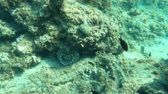 An octopus moves along the seabed with its tentacles retracted into a protective position, Alyki, Thassos island, Greece