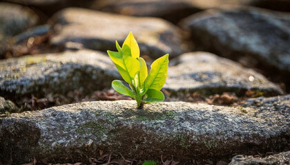 Green sprout growing in stone slab - rebirth, revival, resilience and new life concept