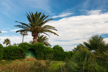 Im Naturpark Serra d'Irta bei Alcossebre, Provinz Castellón, Autonome Gemeinschaft Valencia,...