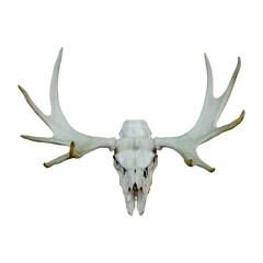 Elk skull isolated on white background Aged gray moose skull with horns