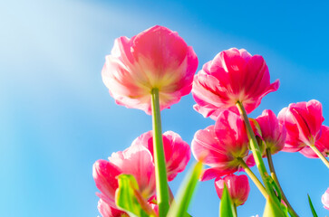 Fototapeta premium Pink tulip against blue sky Design banner wishing card poster Mother's, women's day birthday wedding valentines day Spring flowers Gift for women girls bouquet tulips blooming Copy space Spring time