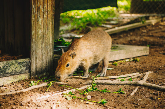 capibaras en rehabilitaci&oacute;n en centro de rescate 
Amazon Shelter
