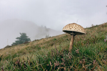 Lépiote élevée coulemelle Macrolepiota procera