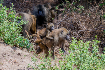 wildlife at lake Manyara in Tanzania