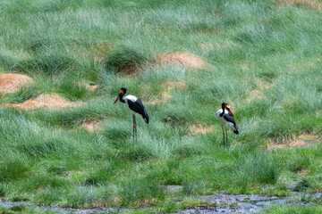 wildlife at lake Manyara in Tanzania