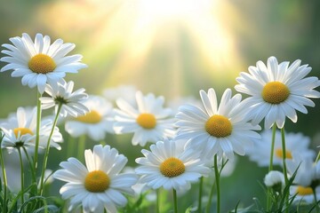 Fototapeta premium Beautiful white daisies bloom in a sunny garden during spring season