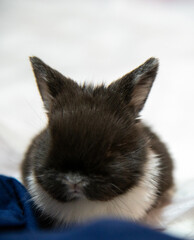 black and white baby bunny on  the bed