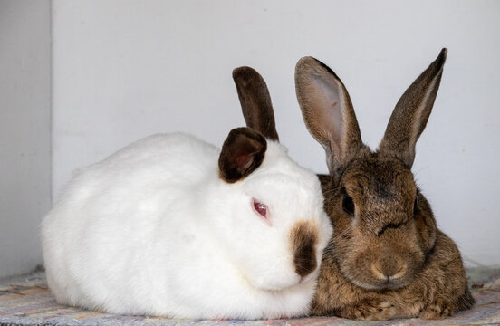 Happy Couple
