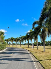 Fototapeta premium palm trees on the street