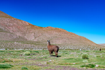 alpaca in the highlands of Chile
