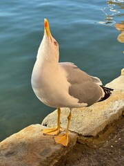 bel gabbiano con becco all'ins&ugrave;