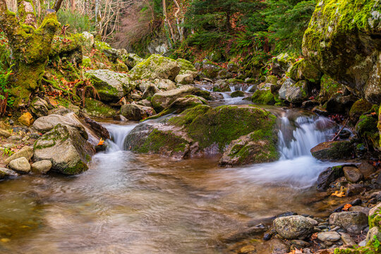 Enchanting Dirfi Mountain Forest with Moss-Covered Rocks and Stream in Evia, Greece