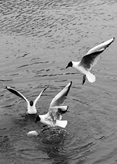 seagulls in flight for food