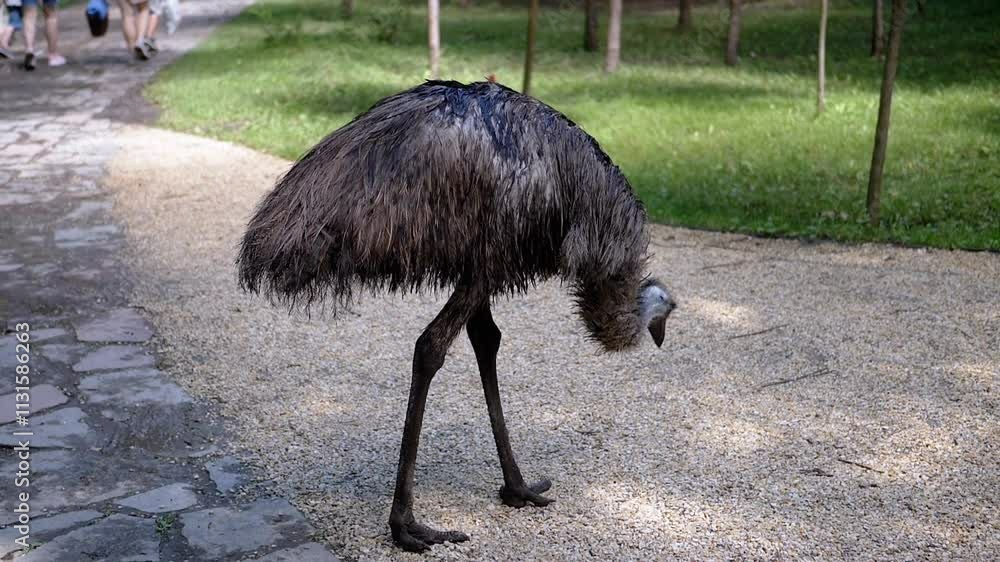 Poster an emu pecks at the ground on a paved path as a family strolls by in the background. this charming s