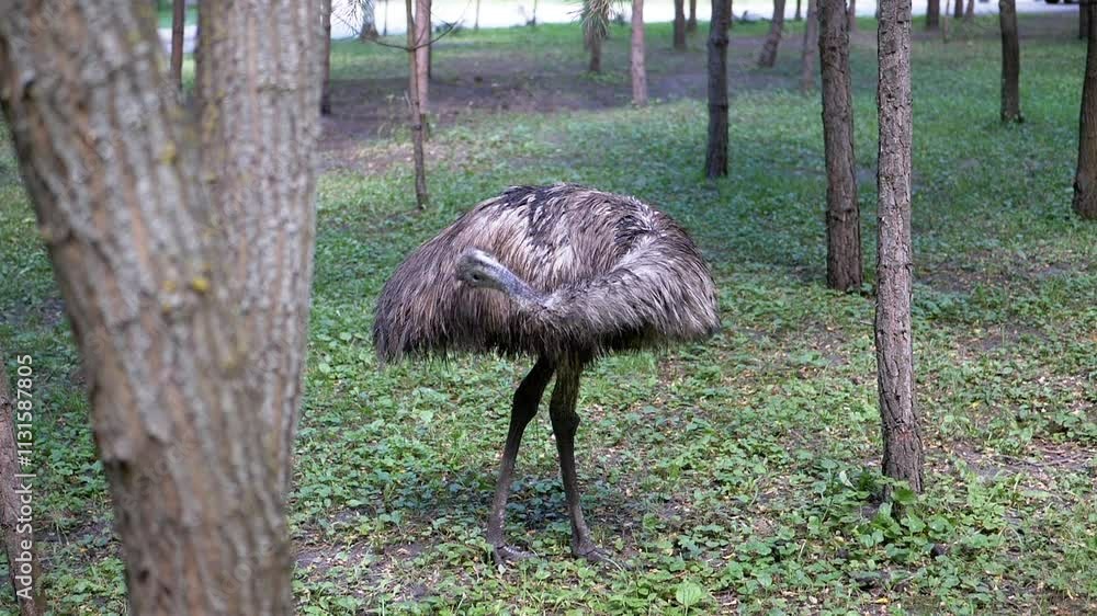 Poster an emu preens its feathers in a tranquil forest setting, embodying the serenity of nature. the soft 