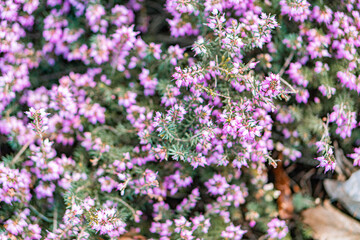 Obraz premium Image of a small purple flowering plant, possibly lavender or similar species with tightly closed buds and densely packed stems Natural setting in background No text present