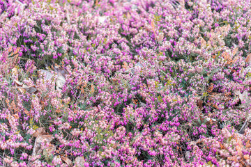 Fototapeta premium Close-up of a colorful patch of ground with flowers, predominantly pink, white, yellow, and green Shallow depth of field emphasizes foreground flowers in a harmonious yet seemingly random pattern