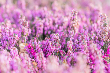 Close-up view of purple flowers in bloom, densely packed and vibrant, part of a larger floral...
