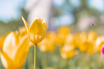 A vibrant image featuring a field of blooming tulips, with one tall tulip and a flying bee in the...