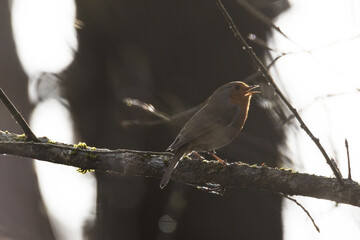 Colorful European robin perched and singing on a sunny spring day in an Estonian woodland, Northern Europe