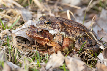 Two colorful Common frogs mating on grass during a spring day in Estonia, Northern Europe