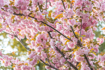 Close-up of cherry blossoms in full bloom against green foliage, soft pink hues, shedding petals, natural contrast, depth of field, transient beauty, gentle breeze, fleeting springtime charm