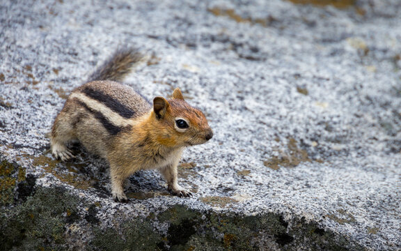 Closeup of a curious chipmunk near Lake Tahoe, California