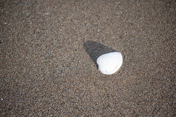 A white shell is laying on the sand