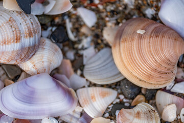 A pile of shells on the beach