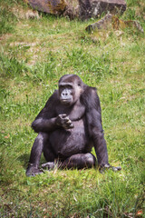 Gorillas are ground-dwelling great apes. Vertical photo