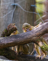 Gabon talapoin, the smallest monkeys in Africa