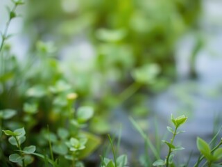 Obraz premium Blurred image of serene natural background featuring water and lush plants, plants, water, soft