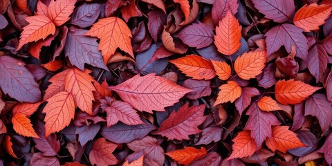Fototapeta premium Dry orange metallic leaves arranged in a beautiful pattern on a vibrant violet background, dry, design