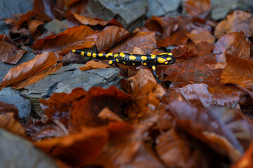 Spotted salamander in fallen beech leaves.
