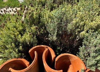 Thymus vulgaris is a fine herb with green leaves. Close-up background of gray-green leaves of...