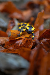 Spotted salamander in fallen beech leaves.
