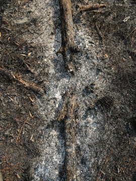 The remains of a longleaf pine log in a burnt area in the Green Swamp Preserve, Supply, North Carolina