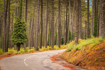 autumn forest in the Alta Rocca in Corsica