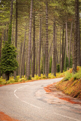 autumn forest in the Alta Rocca in Corsica